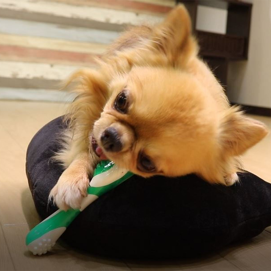 Doggyman Hard Dental Toy for Dog – Toothbrush